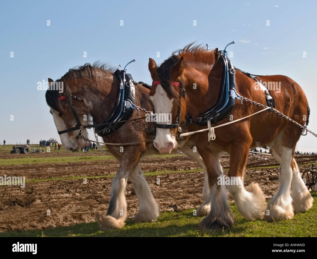 Shire cavalli a Vintage Match di aratura tirando un aratro imbrigliato insieme. Il Galles del Nord Regno Unito Foto Stock