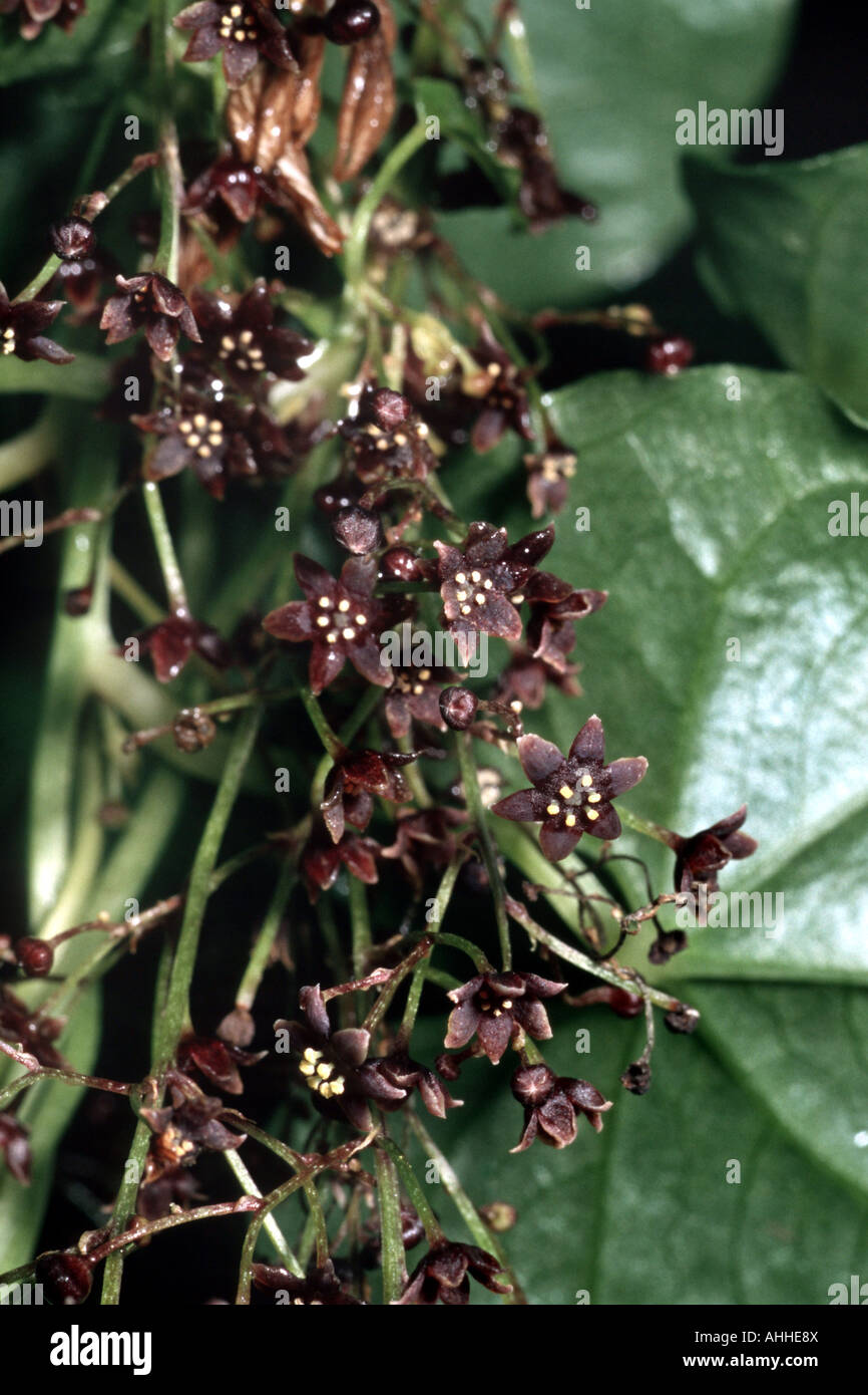 Bryony commestibili (Tamus edulis), chiudere la vista dei fiori, Canarie, Tenerife Foto Stock