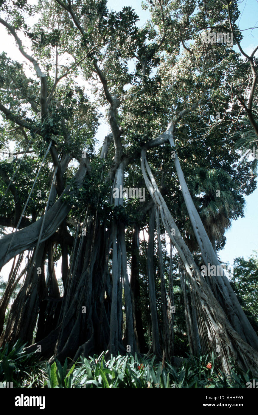 Soffoca la fig (Ficus dealbata), impianti stringendo la struttura portante, Isole Canarie, Tenerife, Puerto De La Cruz Foto Stock
