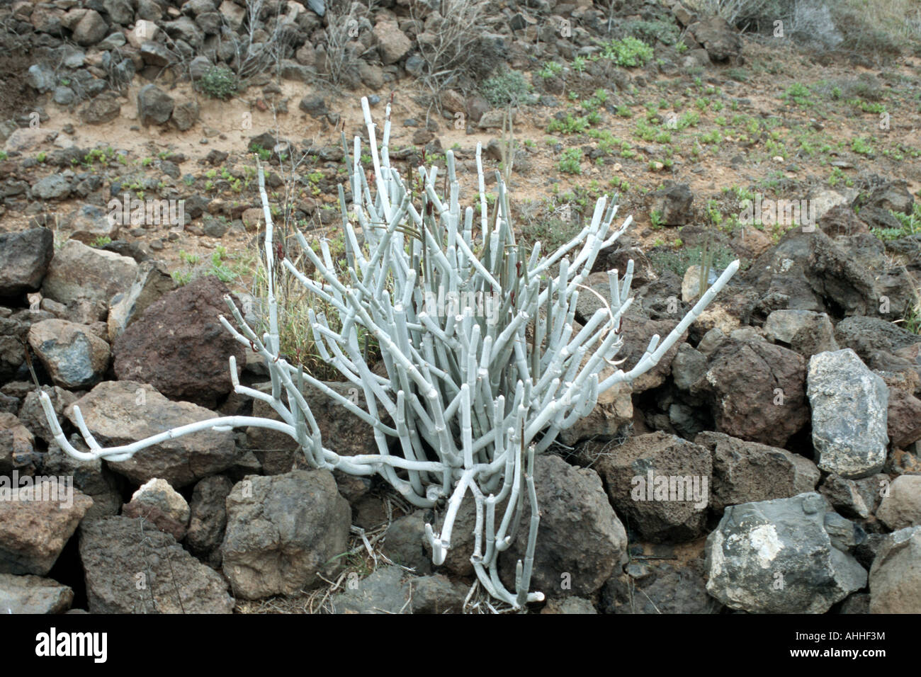 Ago vine (Ceropegia fusca), unico impianto tra le rocce, Canarie, Tenerife Foto Stock