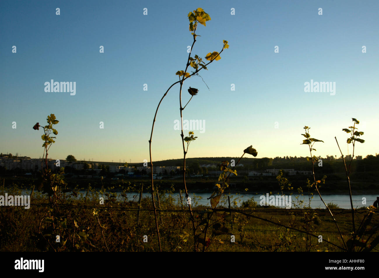 Vigneto accanto al Danubio Foto Stock