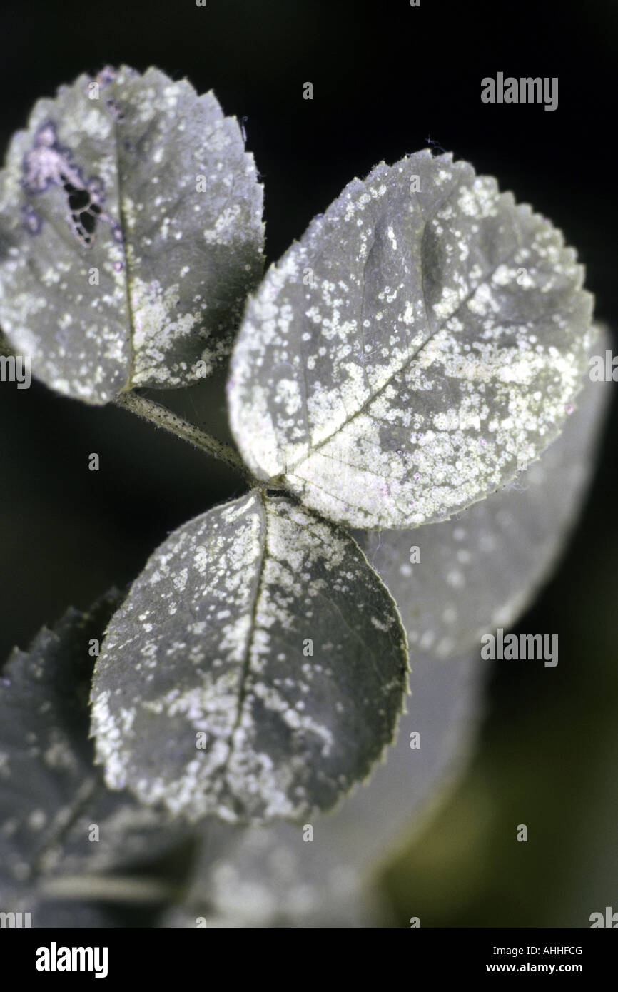 Leafhopper rose (Typhlocyba rosae, Edwardsiana rosae), danni Foto Stock