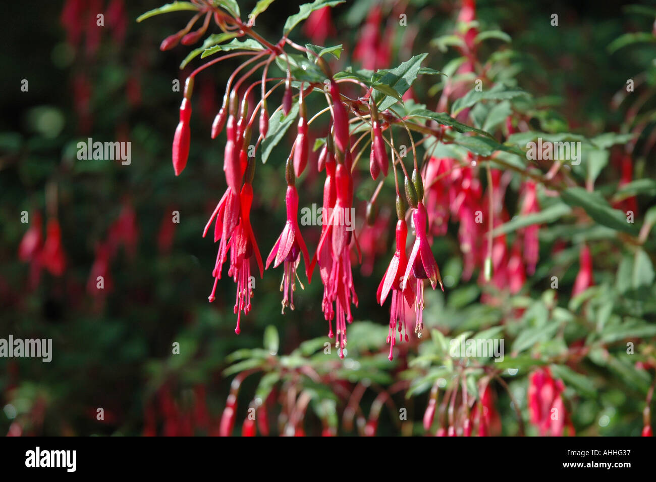 Hardy Fuchsia magellanica Ricartonii Thompsonii Foto Stock