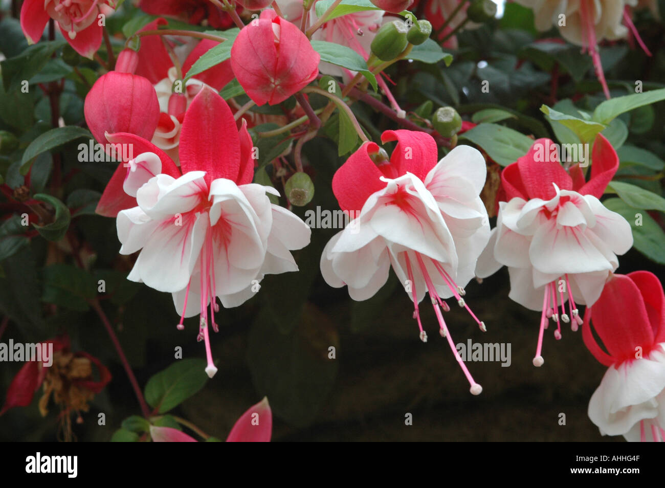 Fuchsia Swingtime Foto Stock