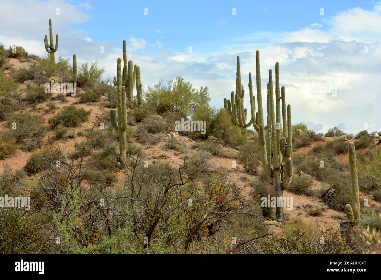 Cactus saguaro (Carnegiea gigantea, Cereus giganteus), old individui in un pendio nel Deserto Sonoran, STATI UNITI D'AMERICA, Arizona Saguaro Foto Stock