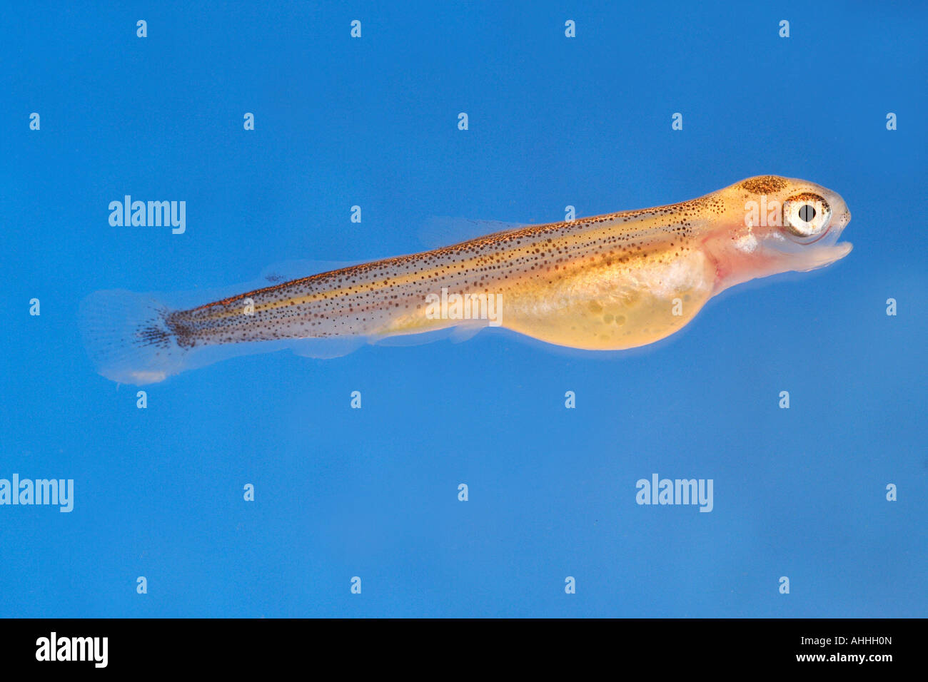 American trota di lago, grande trota di lago, trota di lago (Salvelinus namaycush), larva di fronte a sfondo blu Foto Stock