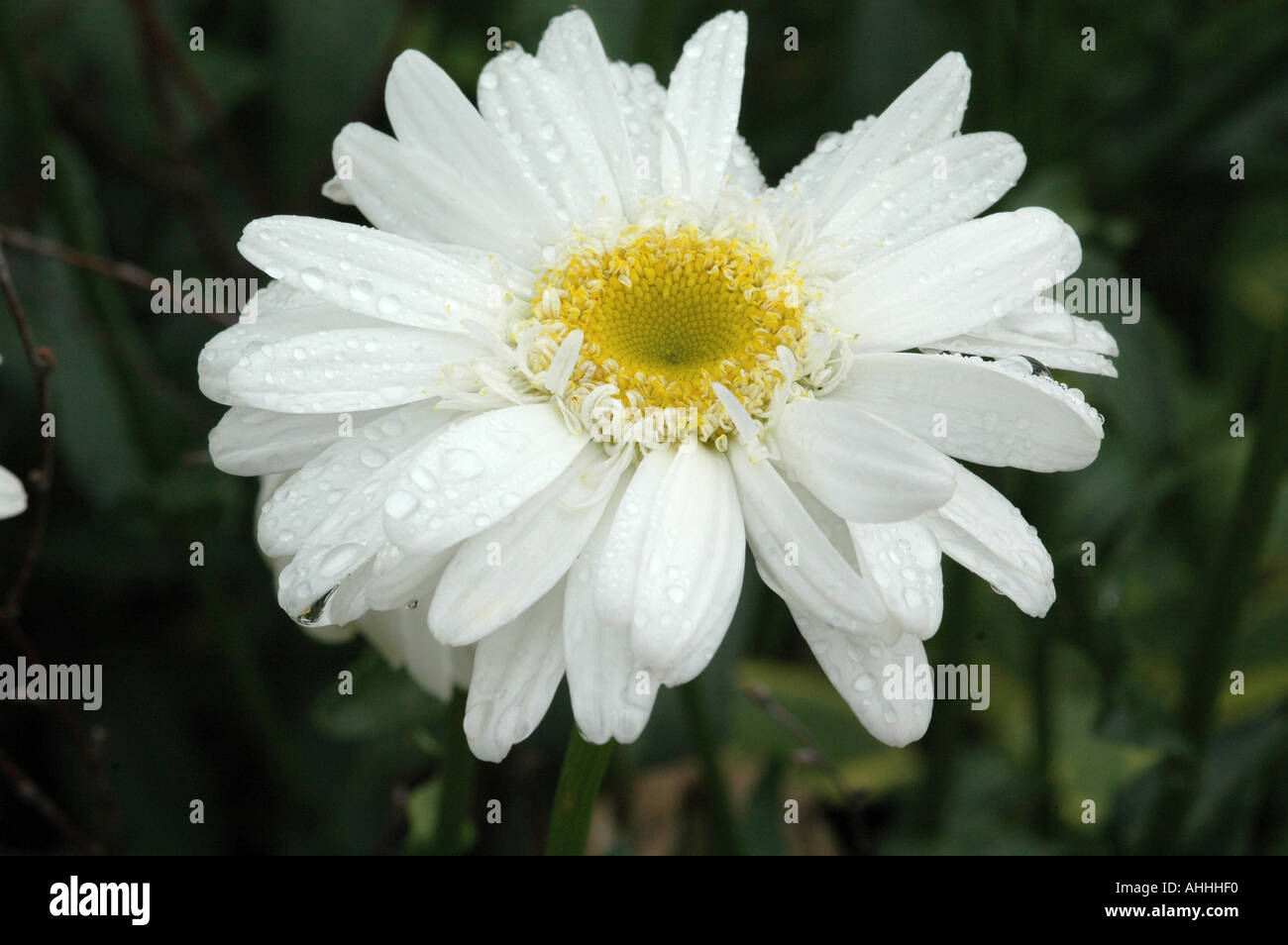 Leucanthemum x superbum T E Killin crisantemo Foto Stock