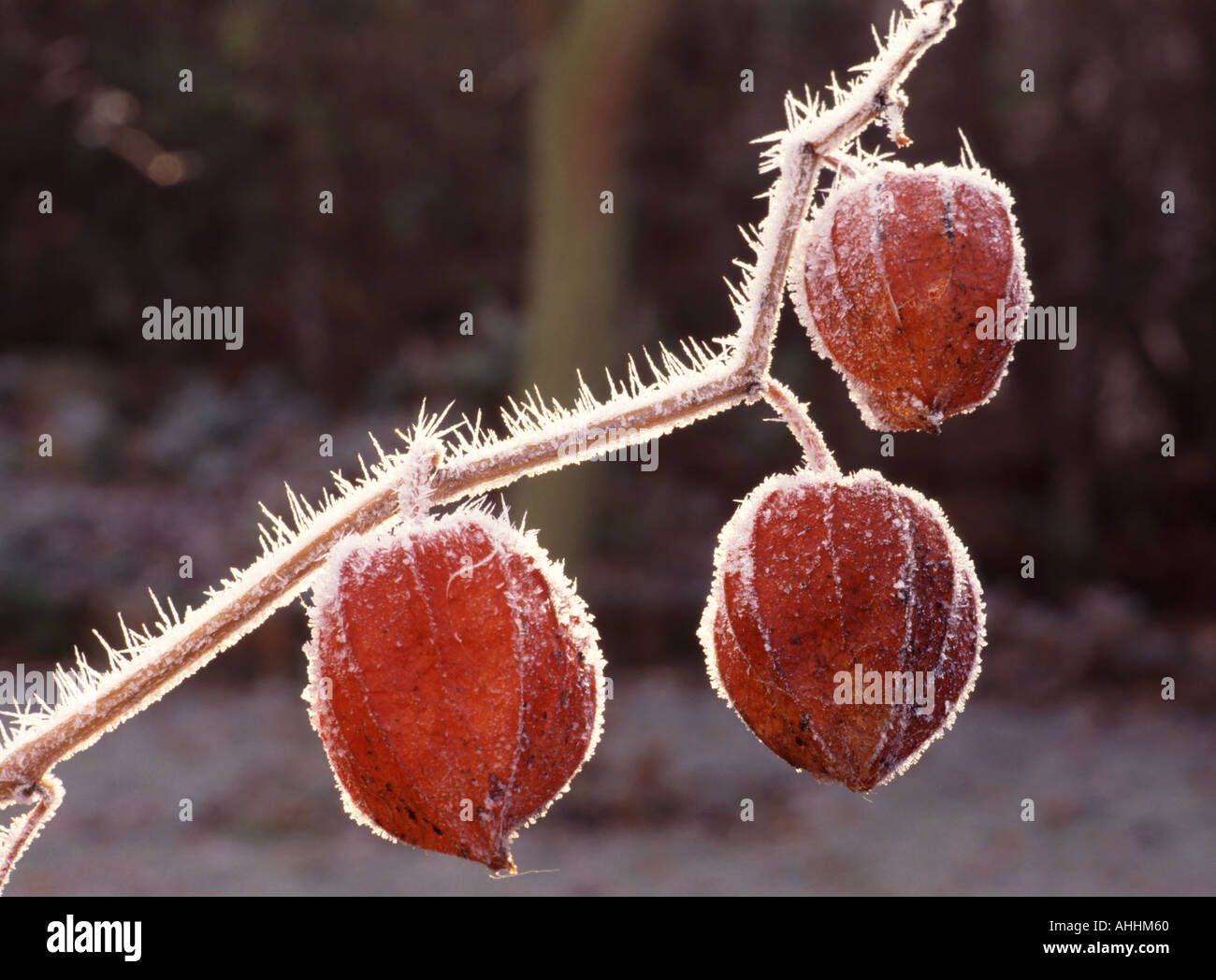 Physalis Alkekengii inverno vista ravvicinata della lolla di rosso e stelo rivestito in frost Foto Stock