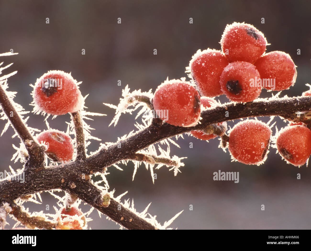 Close up cluster di red Cotoneaster bacche su un ramo coperto di brina trasformata per forte gradiente crescente nel giardino interno Foto Stock