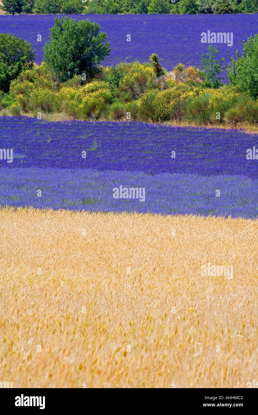 Campo di farro e la fioritura di lavanda e ginestre Provence Francia Foto Stock