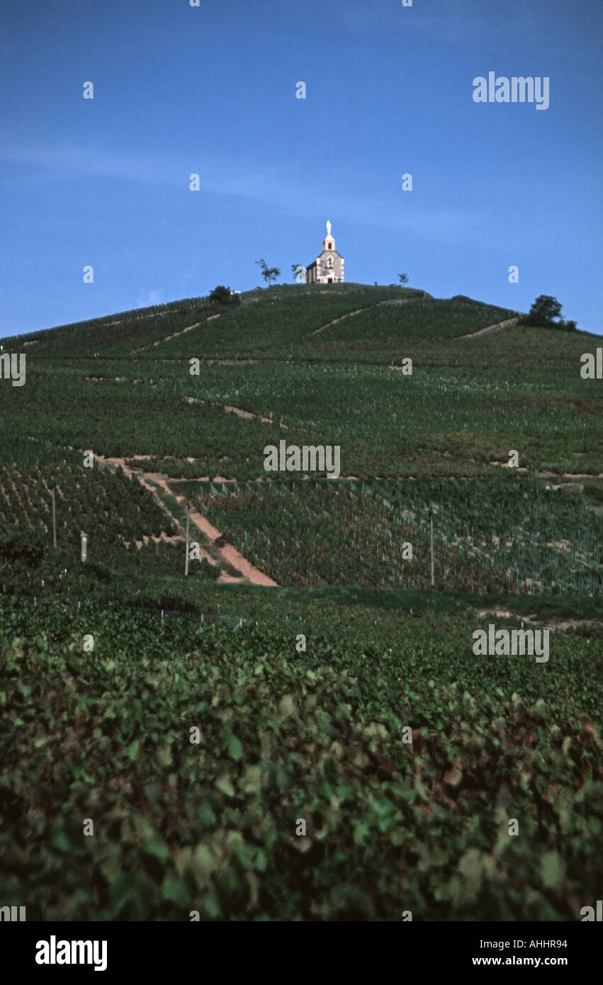 Vigneti di Fleurie Foto Stock