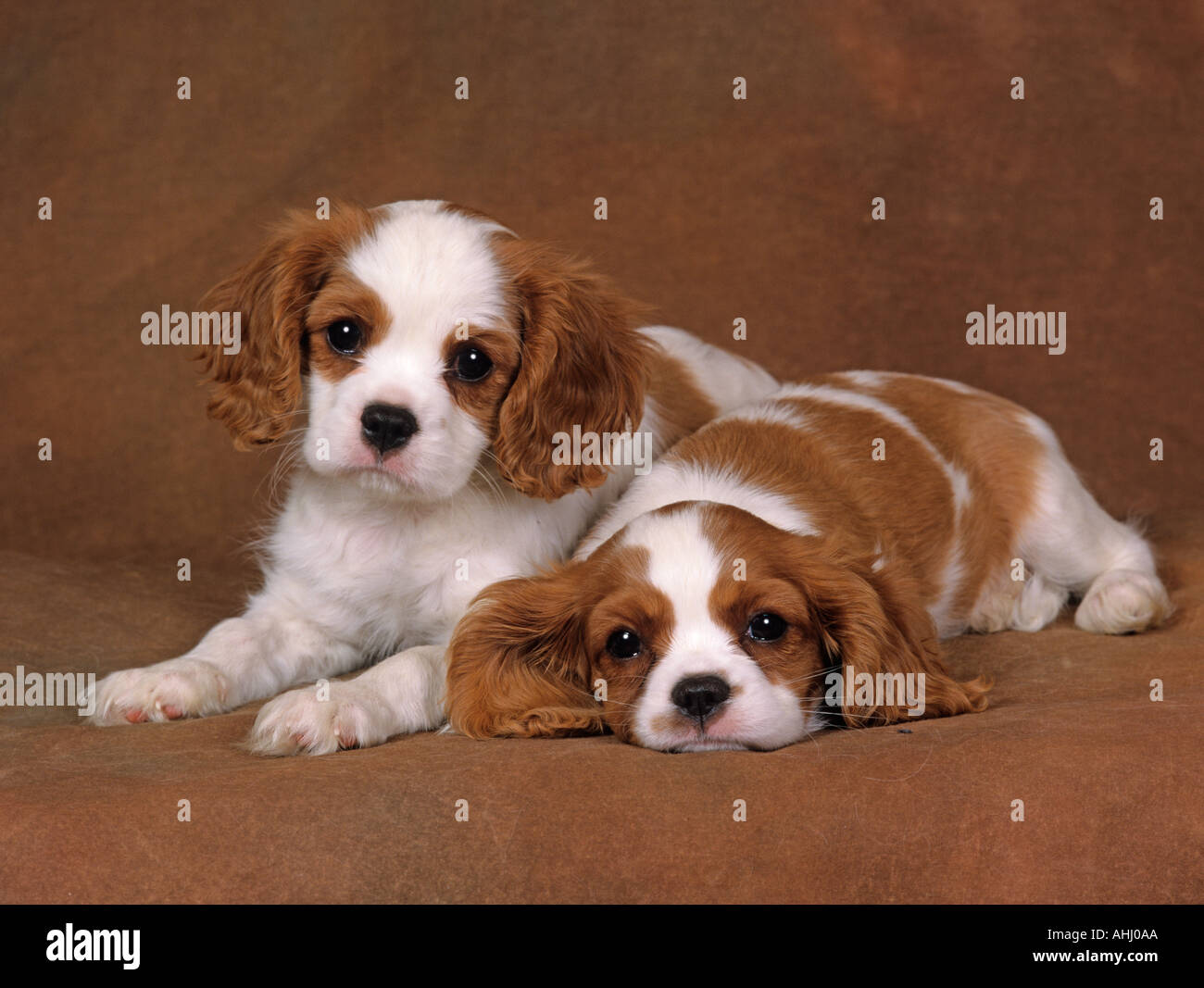 King Charles Spaniel cuccioli Foto Stock