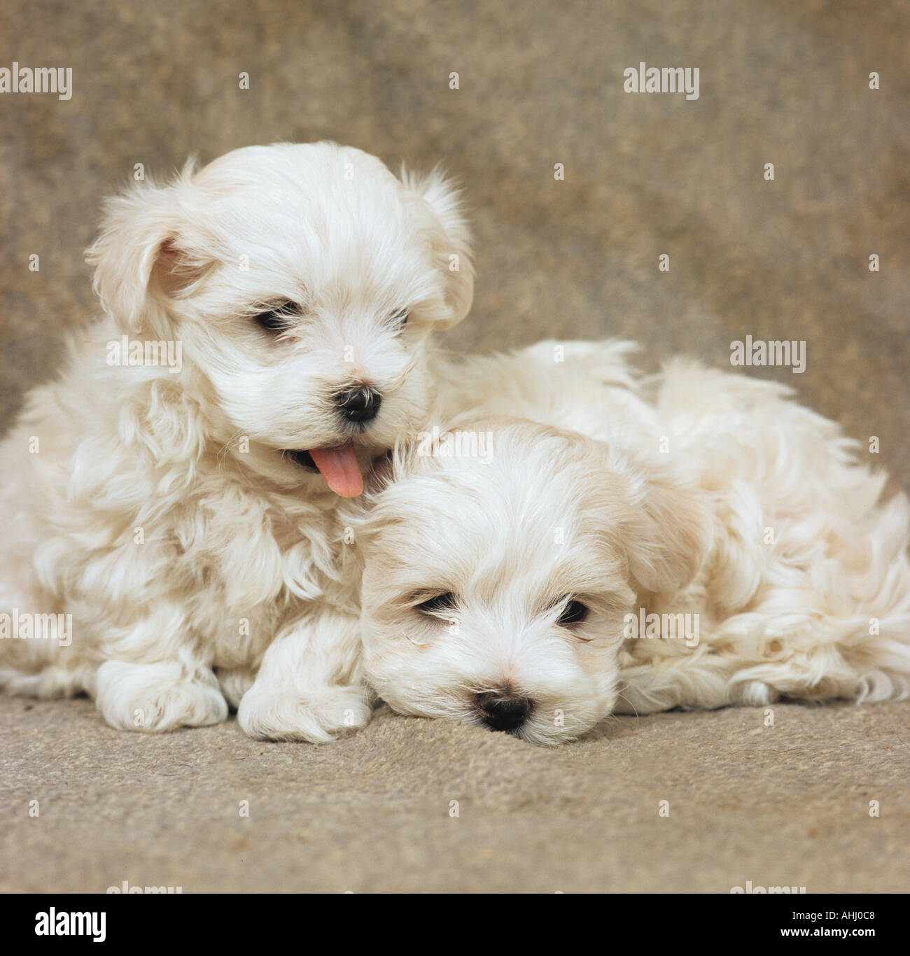 Il Maltese Terrier cuccioli Foto Stock