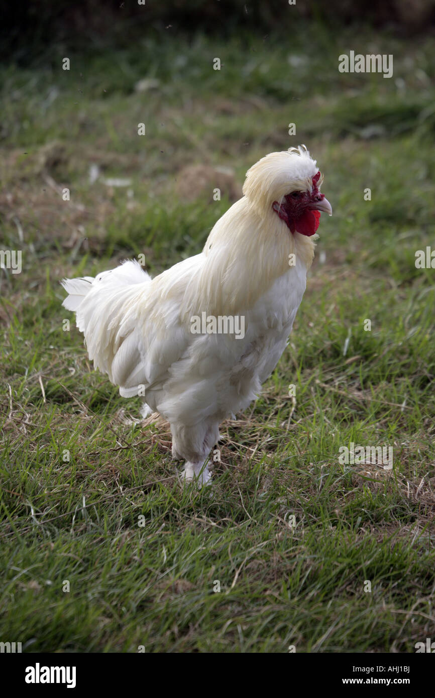 Sultan razza domestica di galli e galline Warwickshire Foto Stock