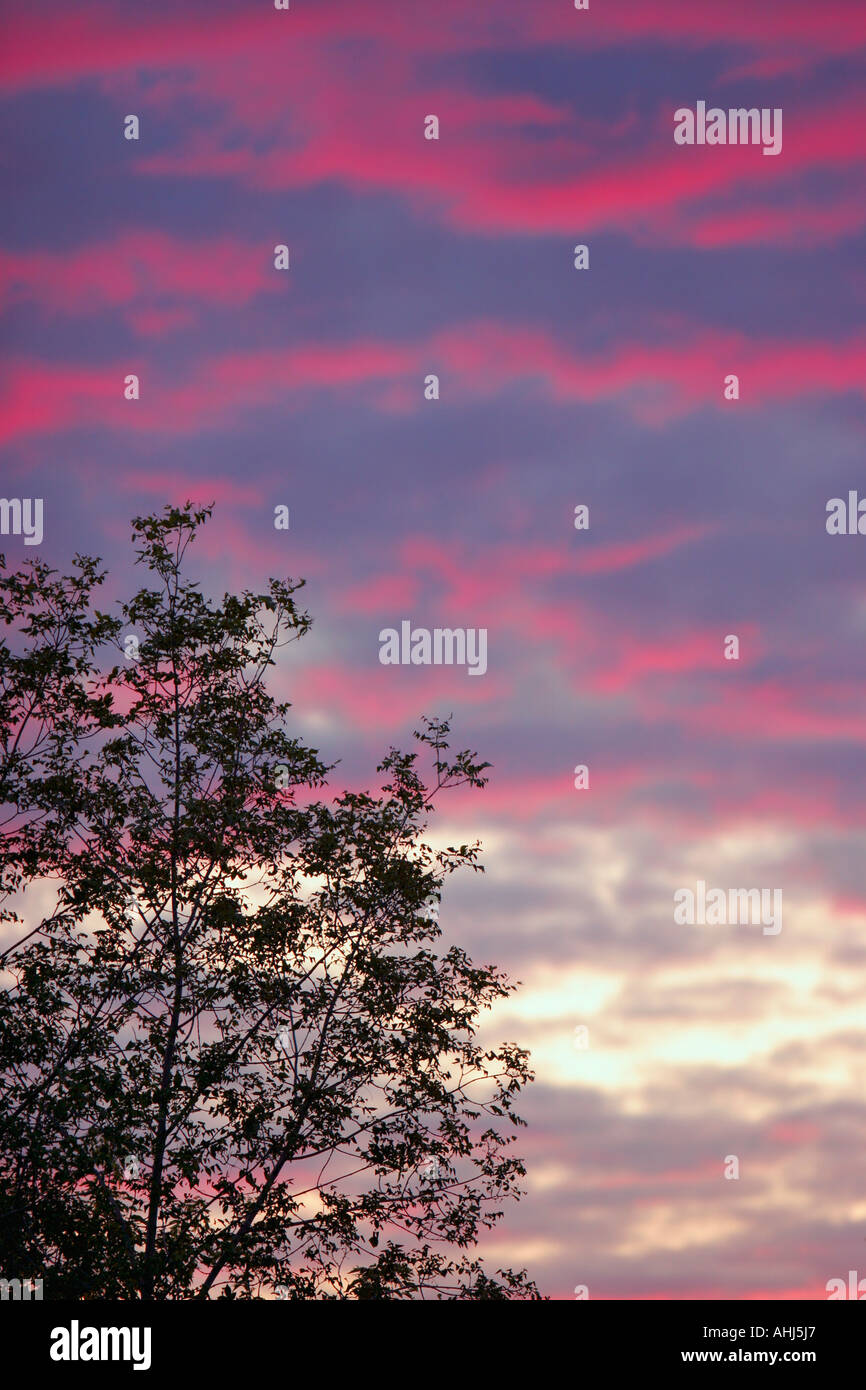 Silhouette di un albero al tramonto Foto Stock