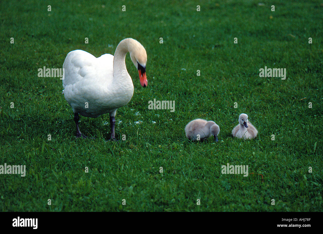Swan con baby Swan. Foto di Willy Matheisl Foto Stock