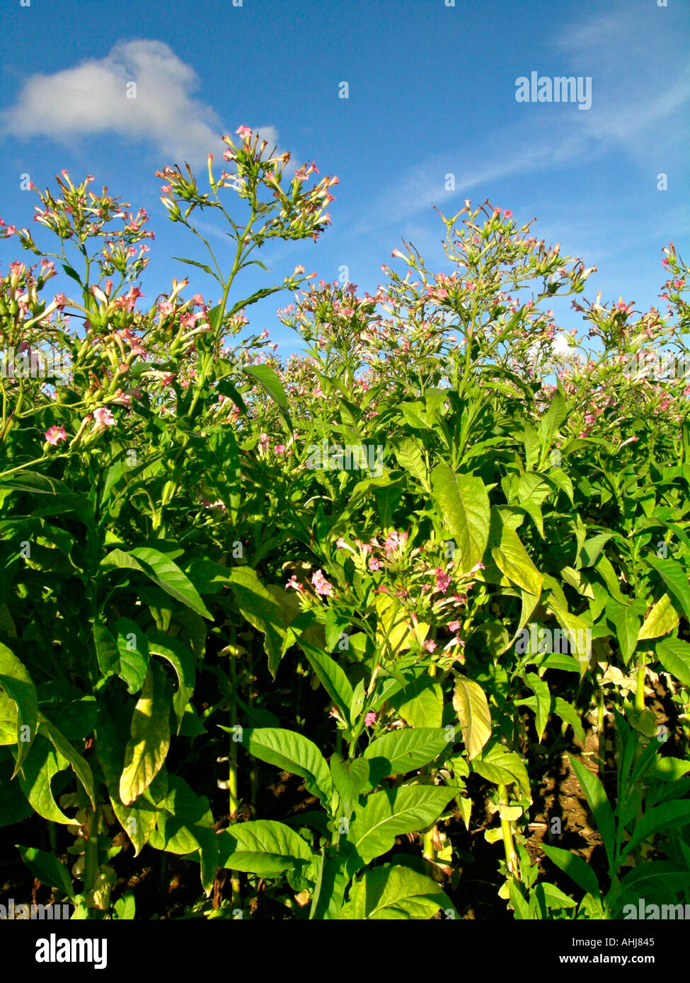 Fioritura di piante di tabacco la coltivazione del tabacco in Guascogna Francia Foto Stock