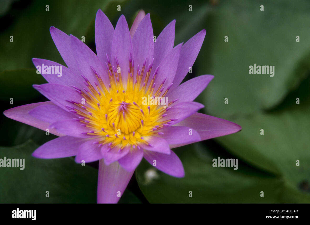 Malesia Kuala Lumpur lotus Foto Stock