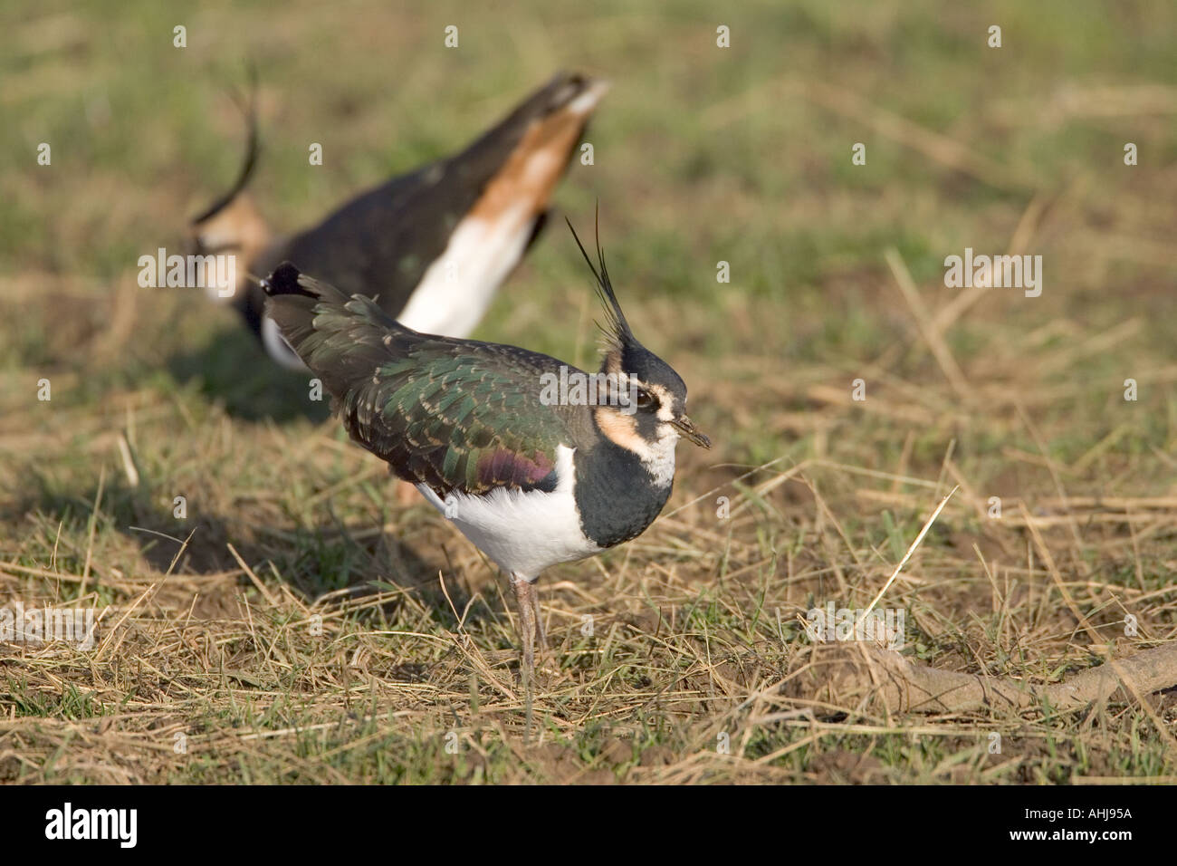 Lapwings Vanelus vanelus combattimenti Foto Stock