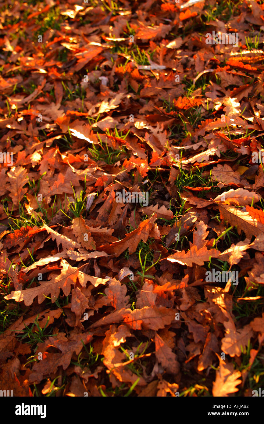 In autunno le foglie di quercia su sfondo di erba England Regno Unito Gran Bretagna British Isles flora Foto Stock