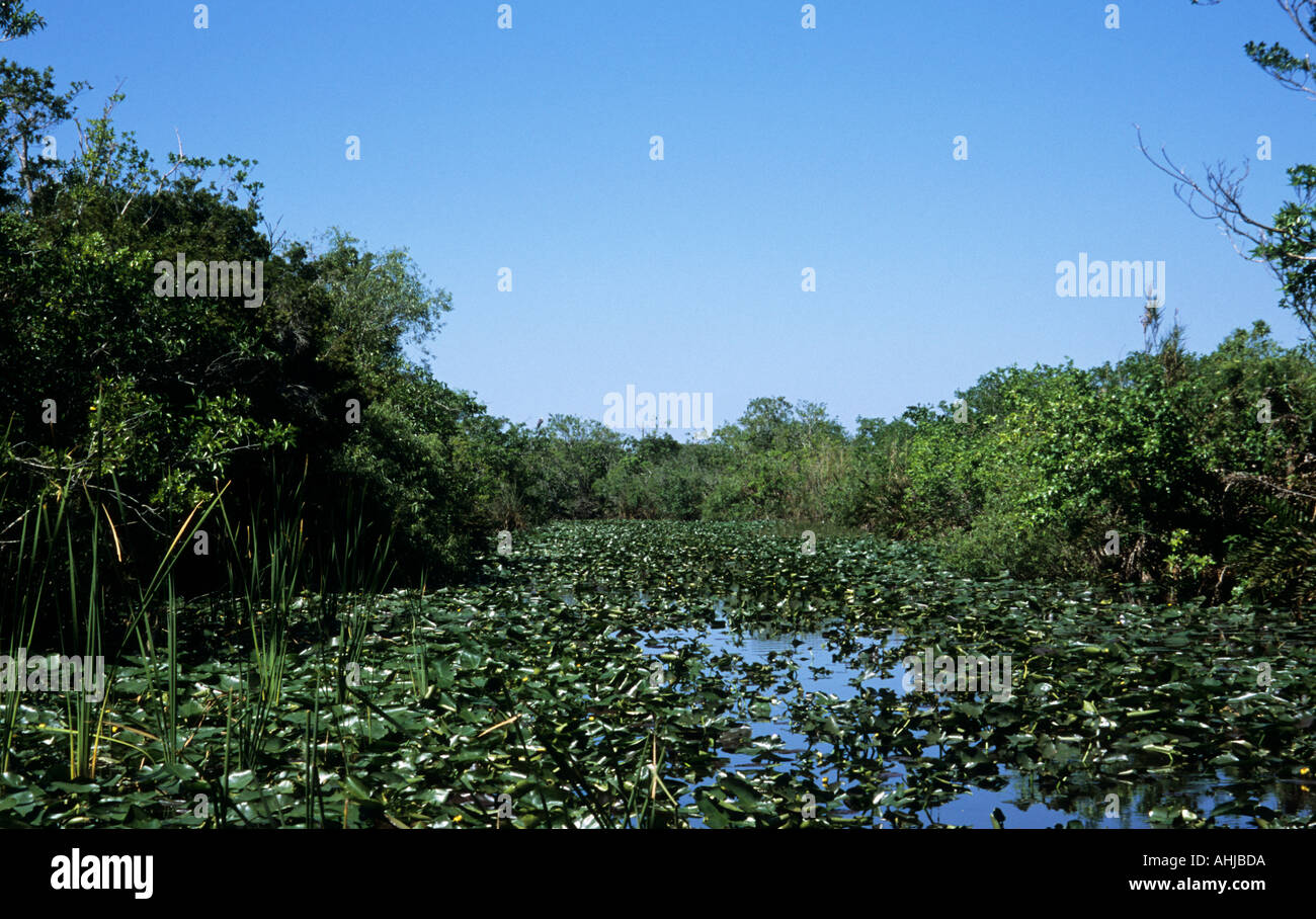 Canale d'acqua nelle Everglades coperto di giglio con fitta vegetazione su entrambi i lati. Florida, Stati Uniti. Foto Stock