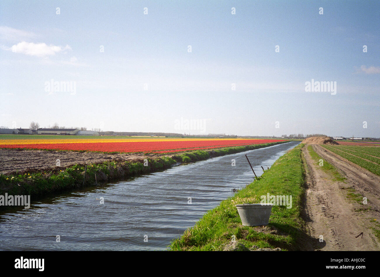 Campo di tulipani rossi e gialli dai colori vivaci con edifici agricoli dietro e canale e secchio metallico in primo piano. Paesi Bassi. Foto Stock