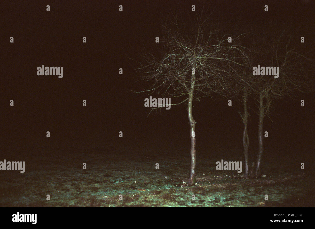 Piccoli alberi su terreno sassoso contro il nero della notte dietro. New Forest, Hampshire, Regno Unito. Foto Stock