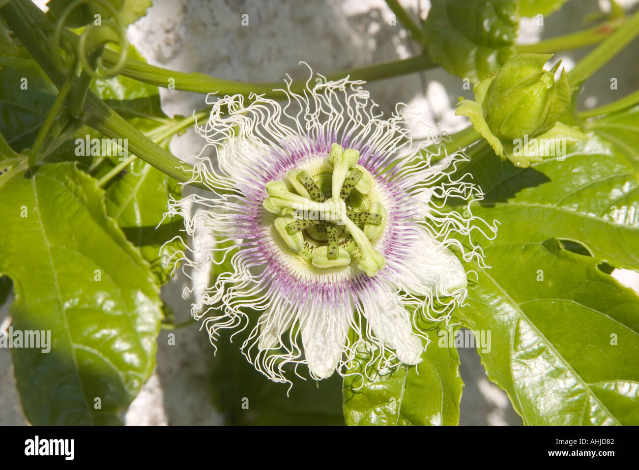 Frutti della passione fiore Foto Stock