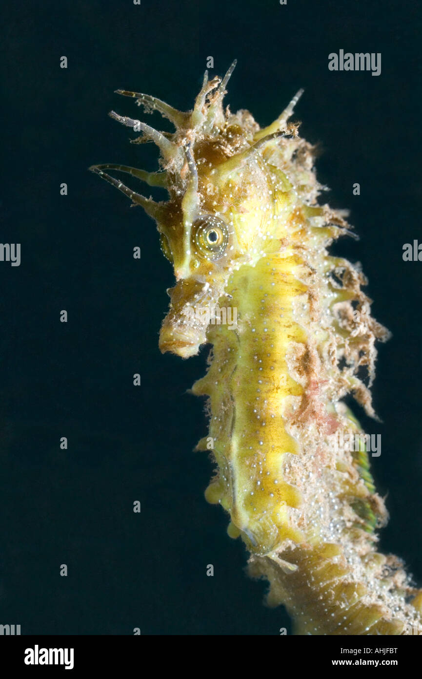 Seahorse ippocampo Foto Stock