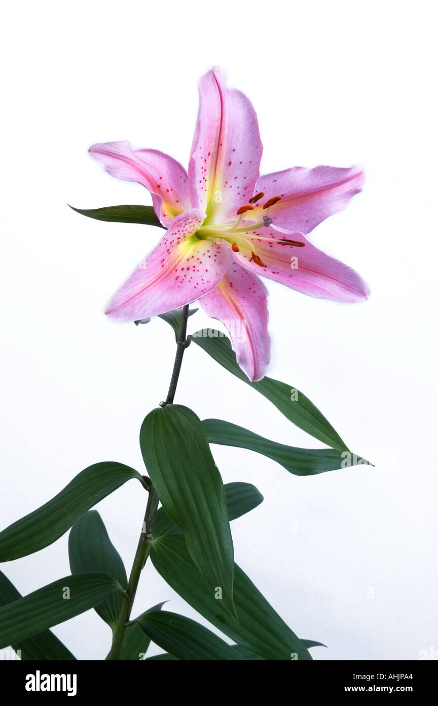 Unico stargazer lily Lilium Star Gazer Foto Stock