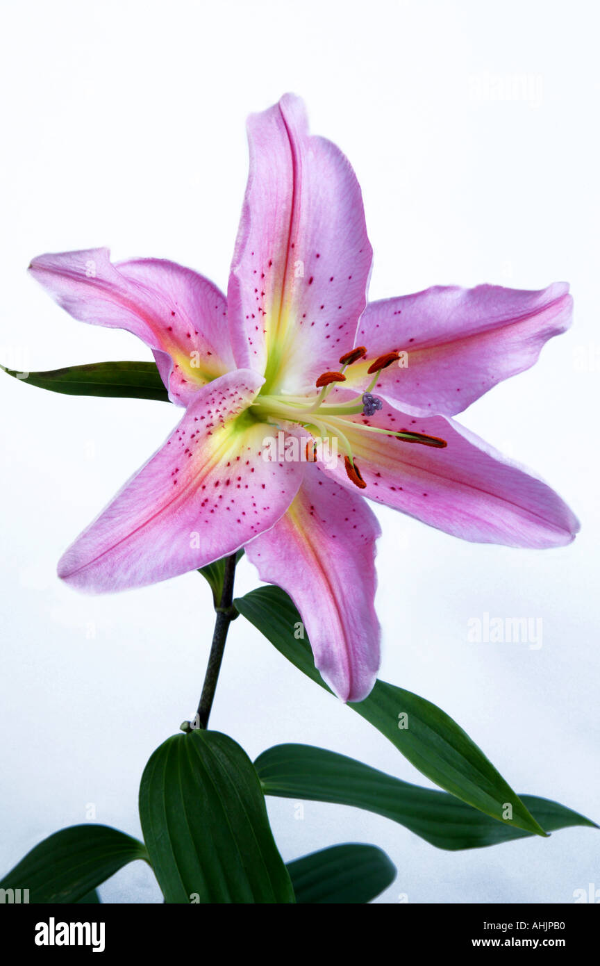 Unico stargazer lily Lilium Star Gazer Foto Stock