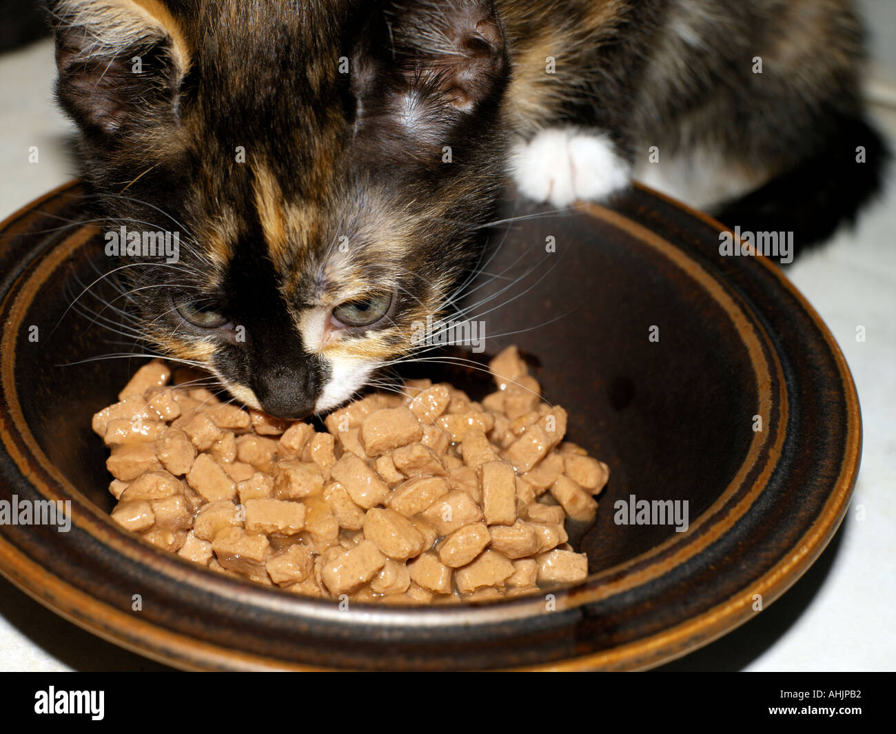 Otto settimane vecchio cucciolo di tartaruga mangia Foto Stock