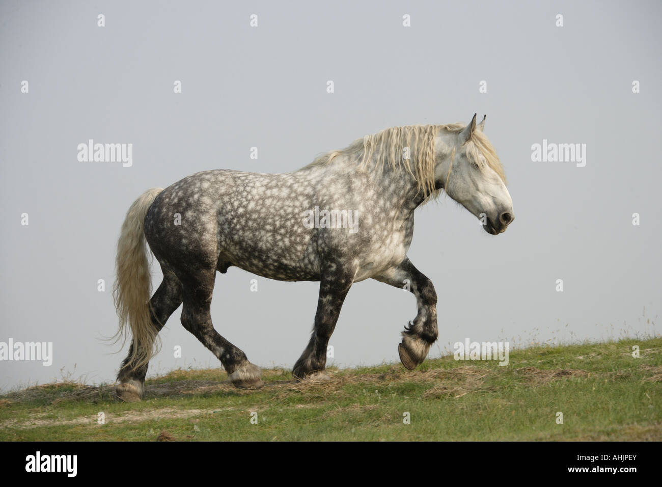 Percheron. Cavallo adulto camminando sul prato Foto Stock