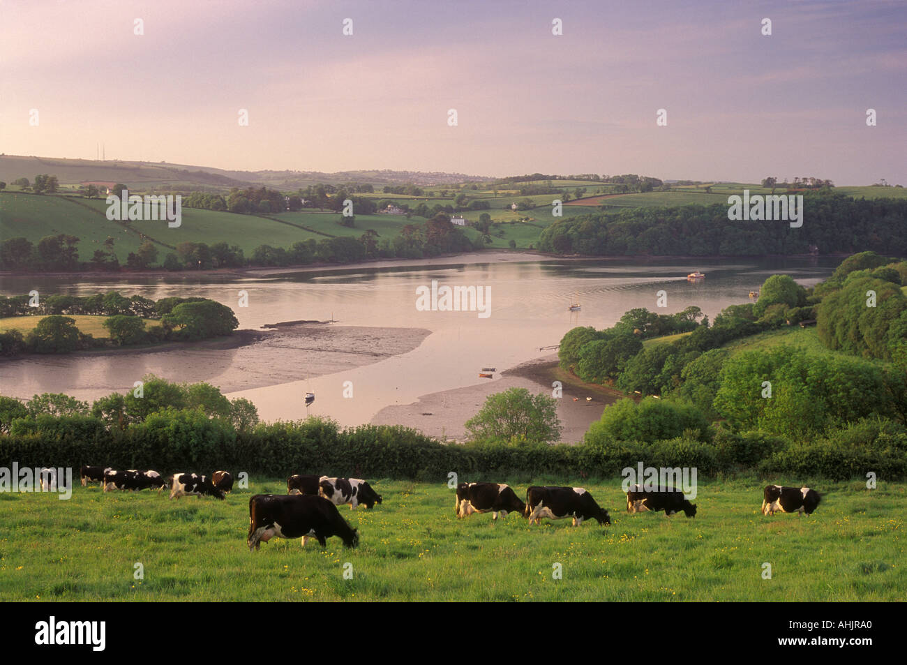 I campi che si affaccia sul fiume Dart vicino Dittisham Devon England Regno Unito Foto Stock