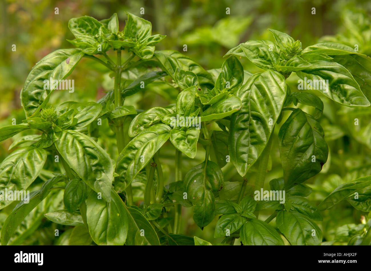 Il basilico Ocimum basilicum Photogrpahed in Francia Foto Stock