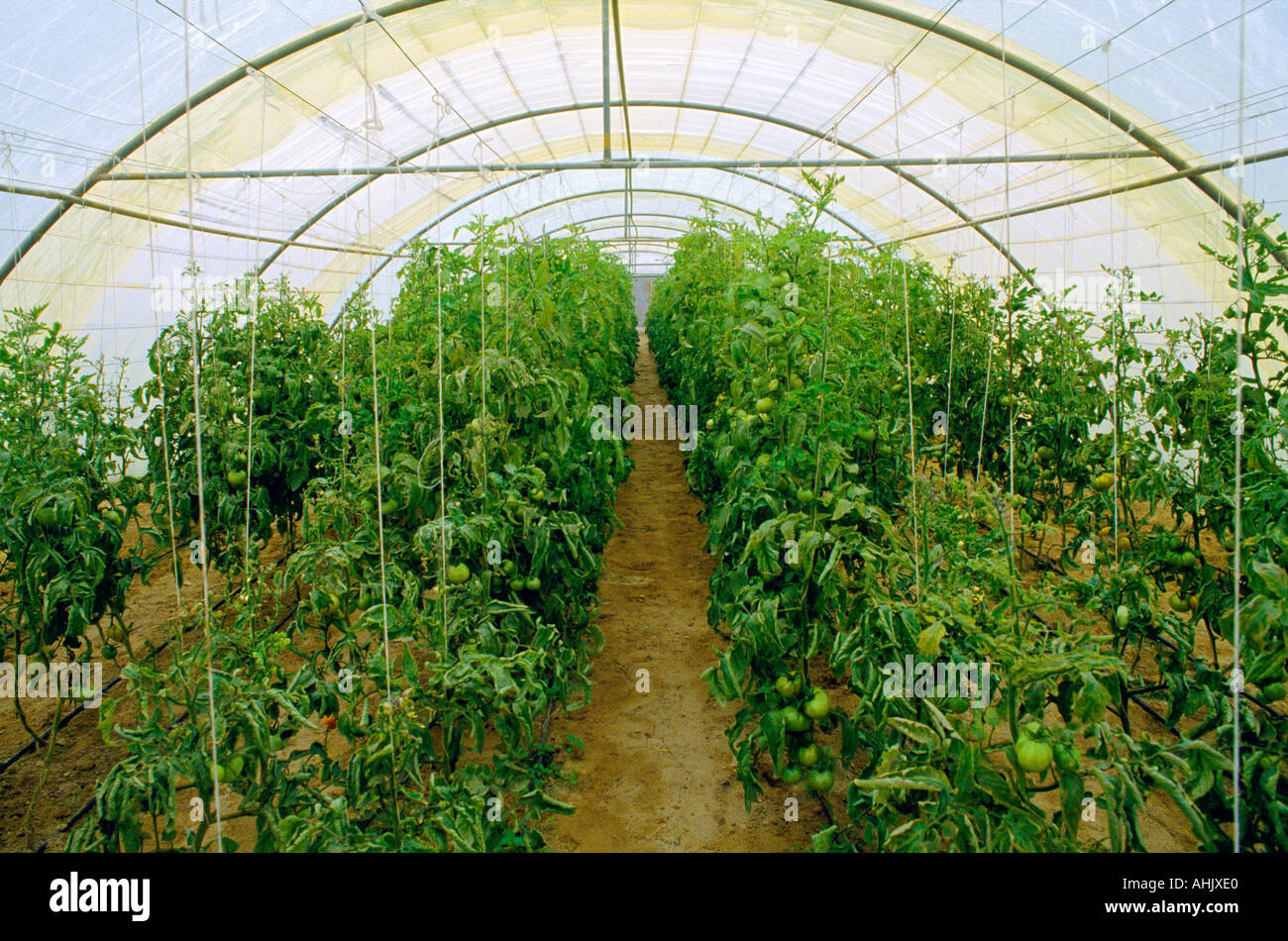 Kuwait wafra greenhouse immagini e fotografie stock ad alta risoluzione