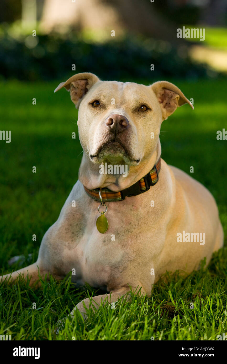 Ritratto di Pit Bull Terrier in posizione di parcheggio Foto Stock
