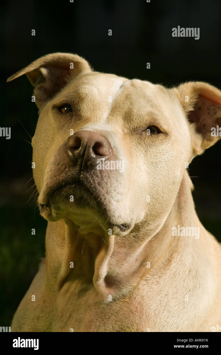 Ritratto di Pit Bull Terrier Foto Stock