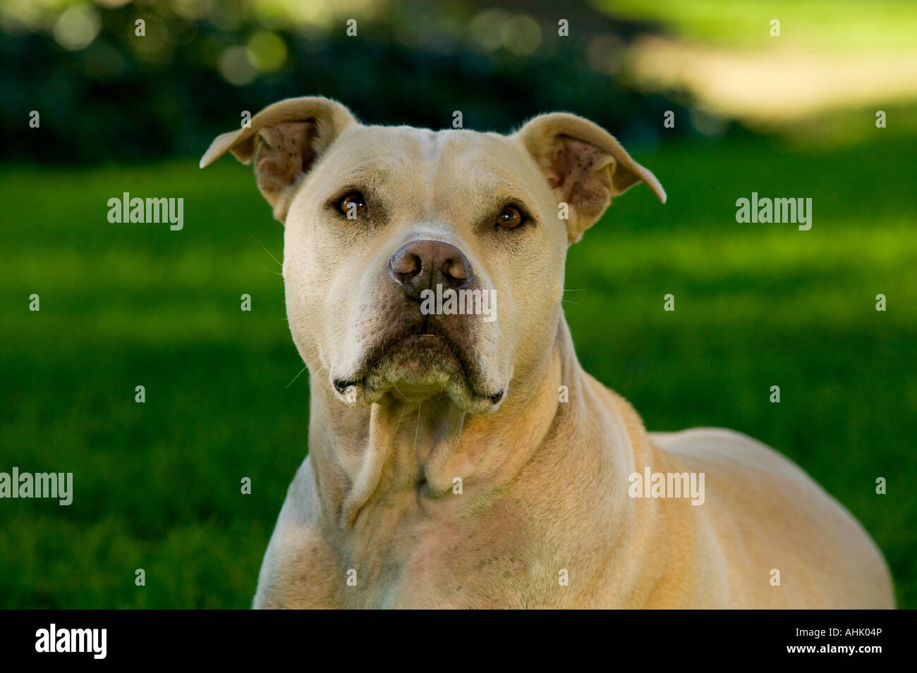 Pit Bull Terrier Foto Stock
