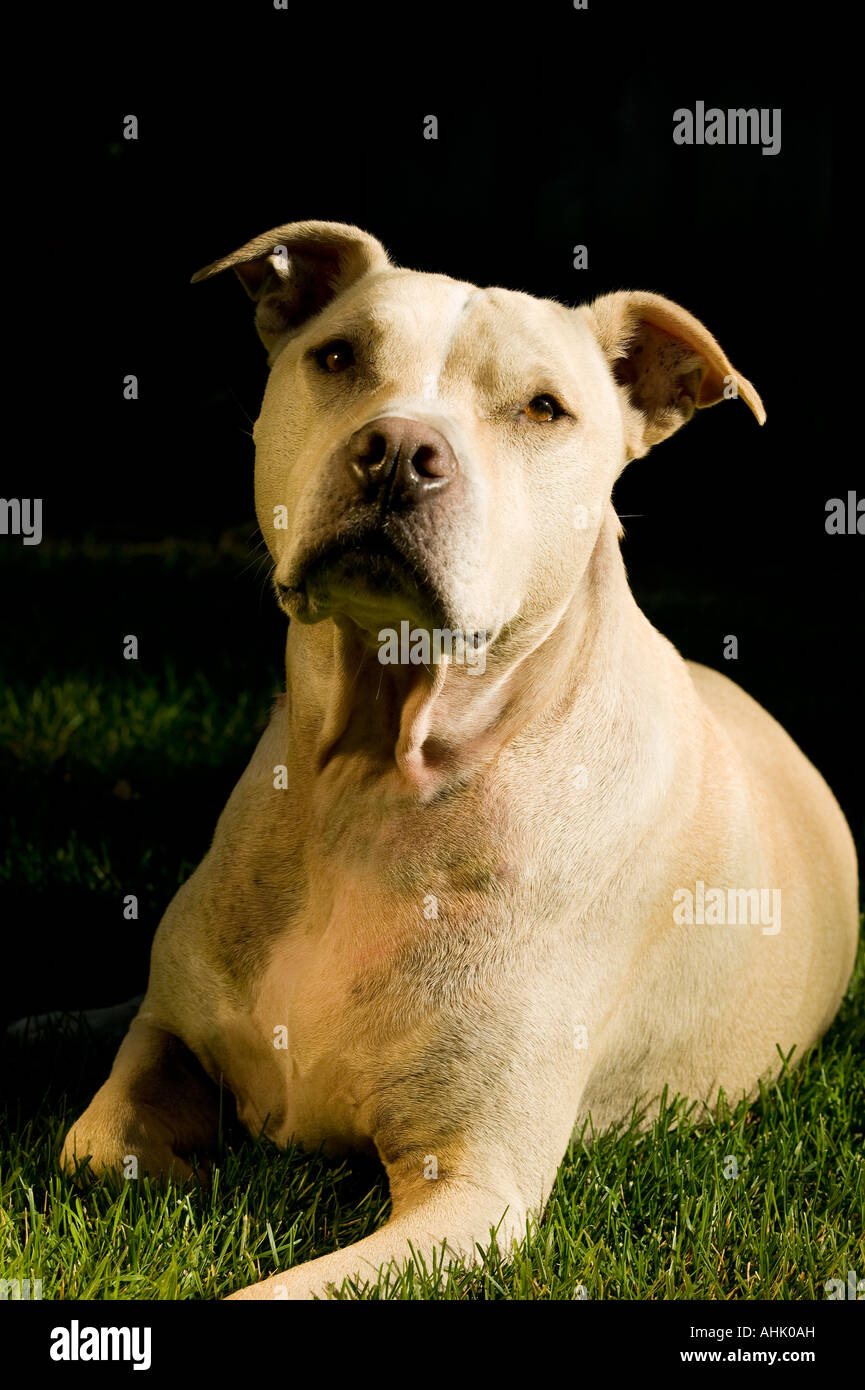 Ritratto di Pit Bull Terrier Foto Stock