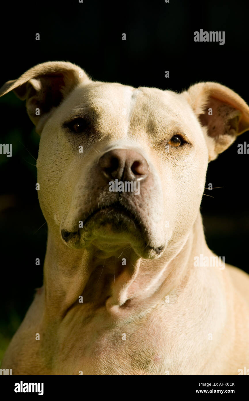 Ritratto di Pit Bull Terrier Foto Stock