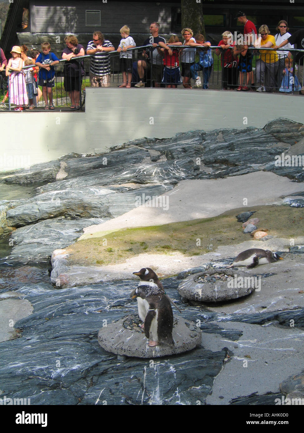 Ai visitatori di ammirare due i pinguini all'Acquario di Bergen a Bergen in Norvegia Foto Stock