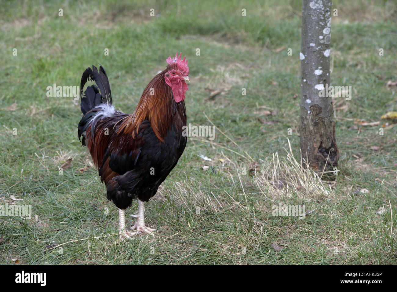 Welsummer razza domestica di galli e galline Warwickshire Foto Stock