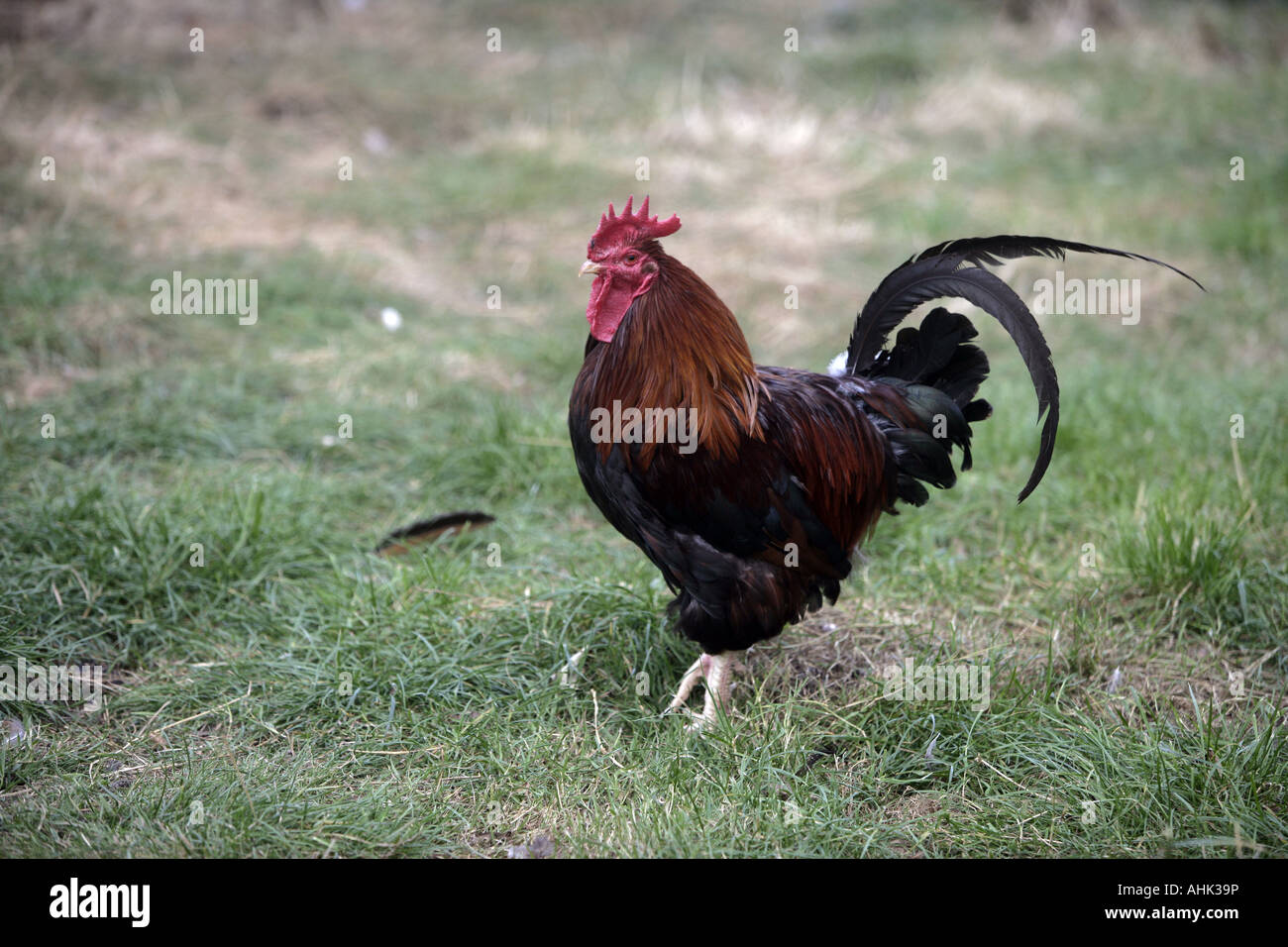 Welsummer razza domestica di galli e galline Warwickshire Foto Stock