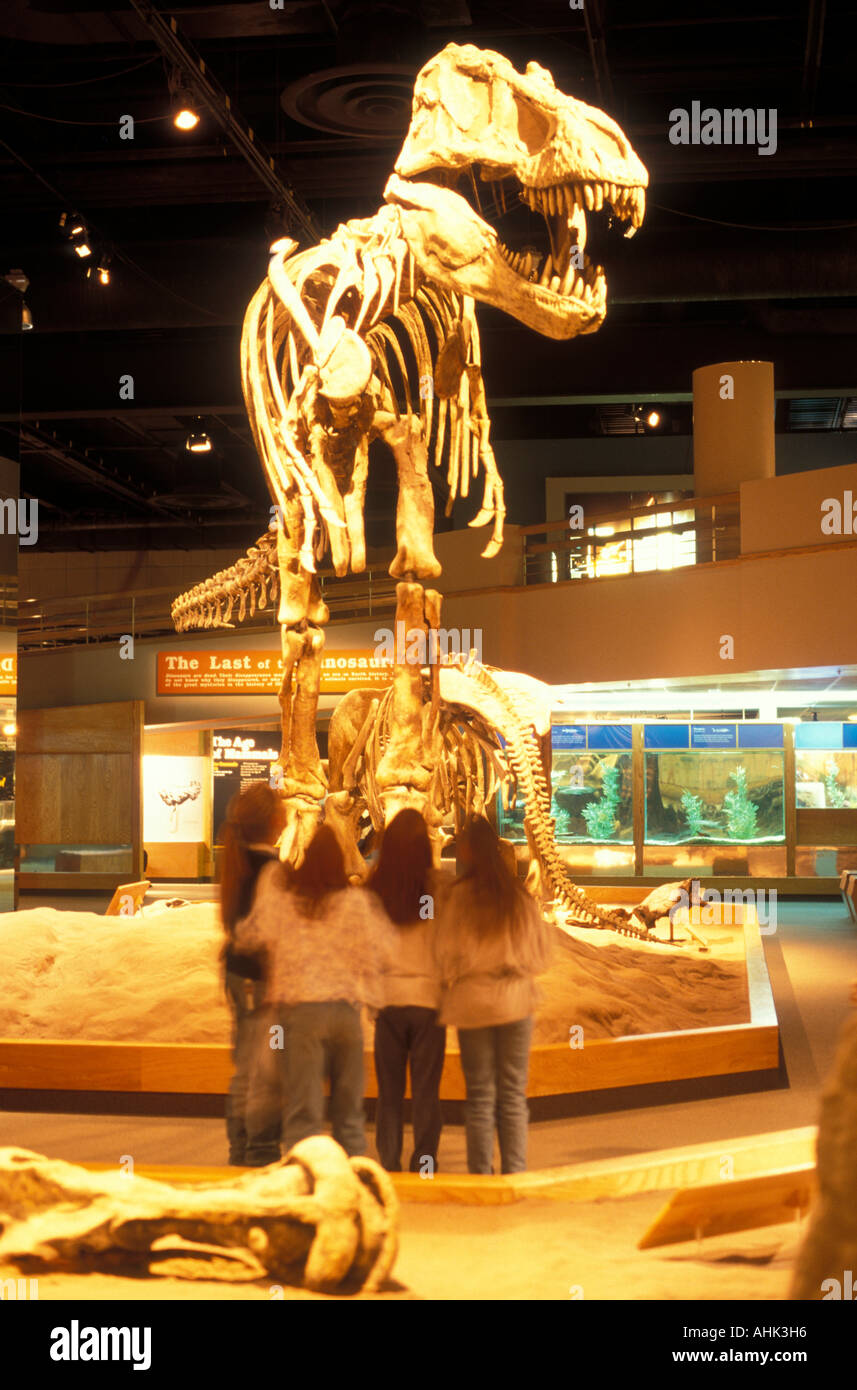 Canada Alberta Drumheller fossili di dinosauro dal Parco Provinciale dei Dinosauri sul display al Royal Tyrrell Museum Foto Stock