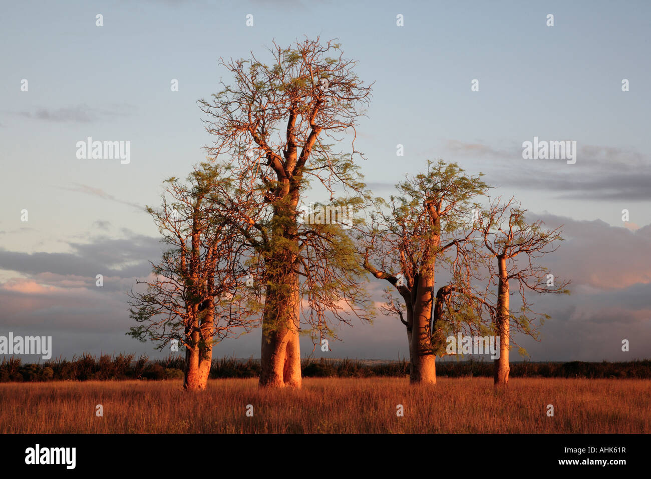 Alberi bottiglia Moringa drouhardii Berenty Madagascar meridionale al tramonto Foto Stock