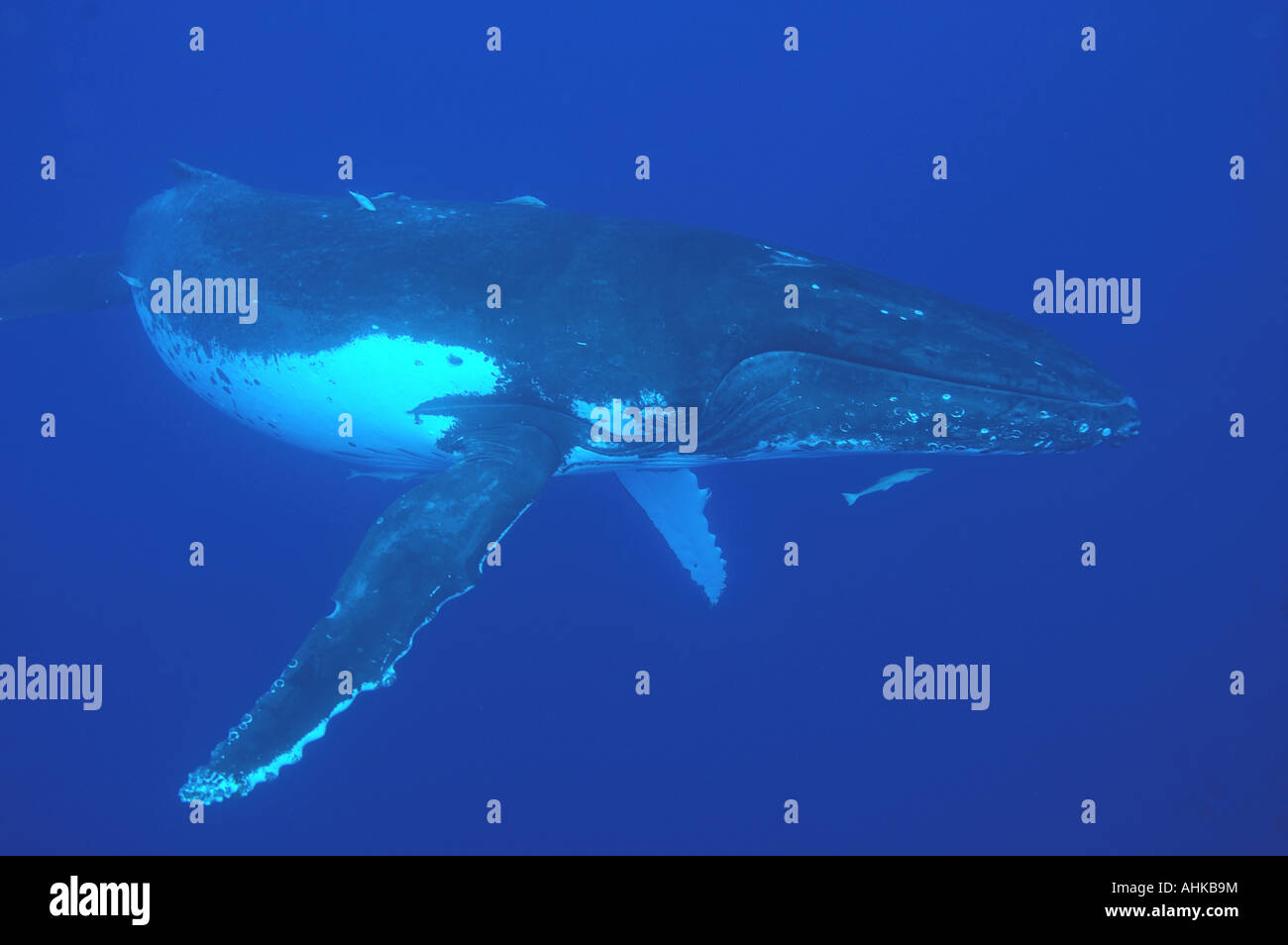 Sud pacifico Humpback Whale Foto Stock