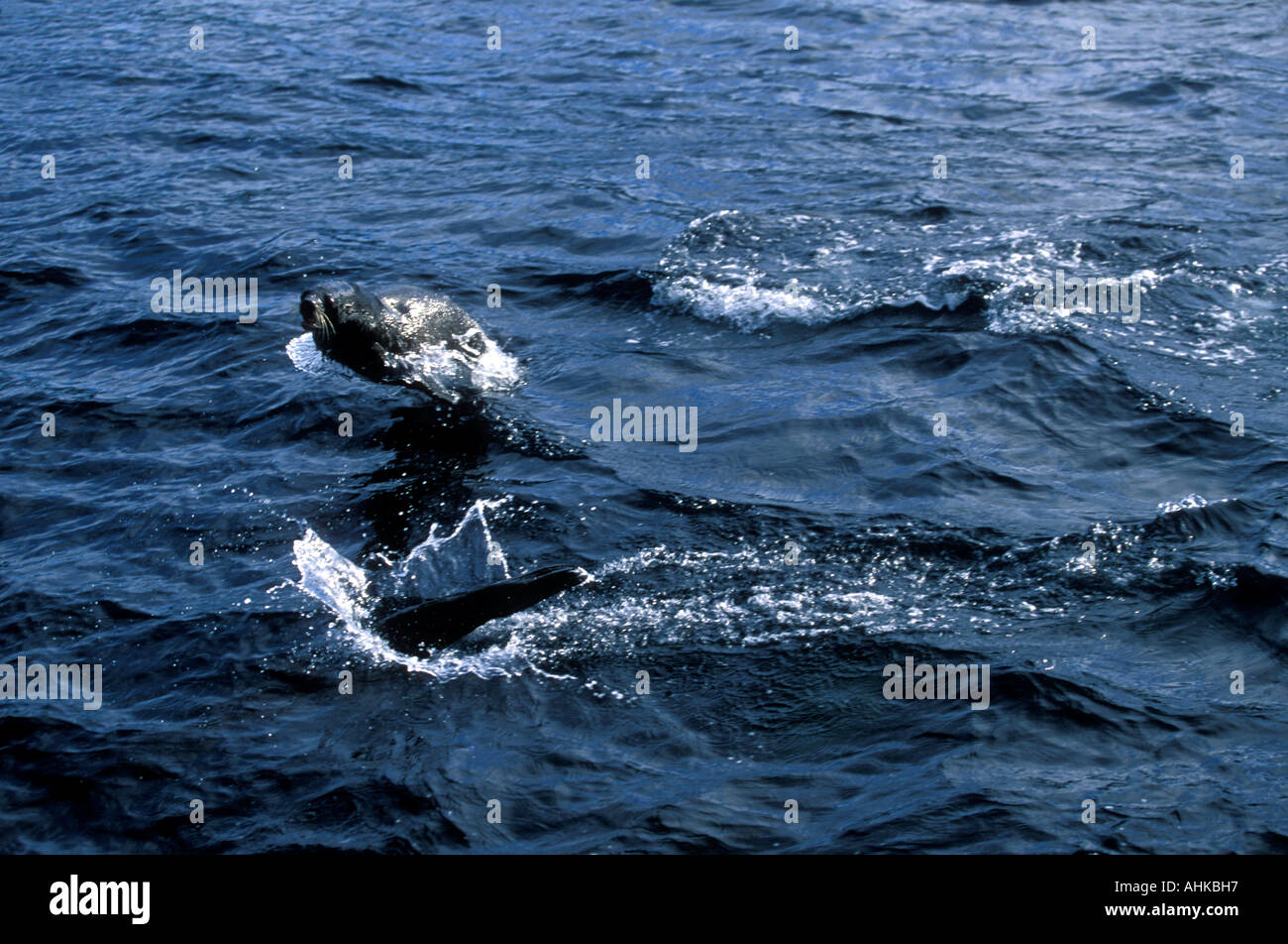 Il Cile Diego Ramirez isola meridionale le guarnizioni di pelliccia Arctocephalus australis salto dal mare a sud di Capo Horn Foto Stock