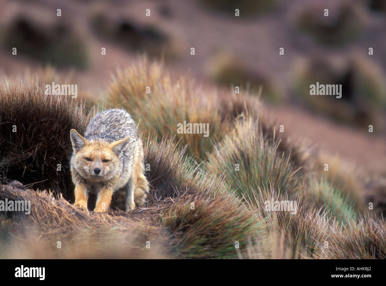 Il Cile Lauca Parco Nazionale di Red Fox Pseudalopex culpaeus riposa in erba bagnata andina durante la stagione delle piogge a 14 000 Foto Stock