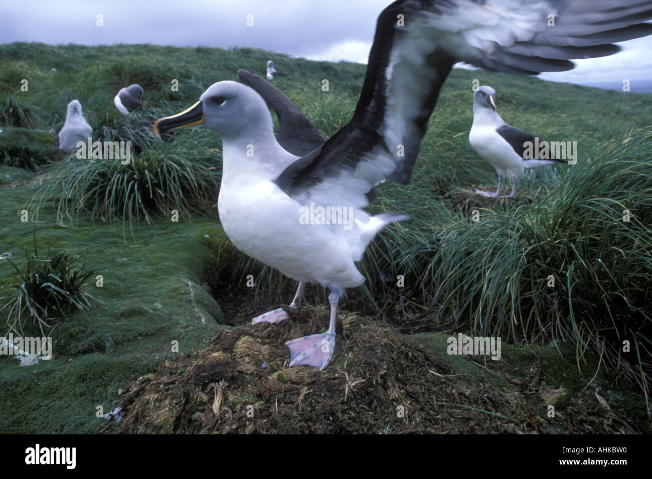 Il Cile Diego Ramirez isole con testa grigia Albatross Diomedea chrystoma nidi su falesie sopra Sud Atlantico Foto Stock